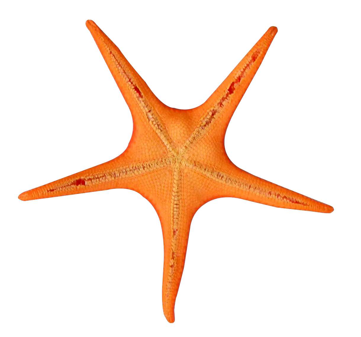 Starfish PNG