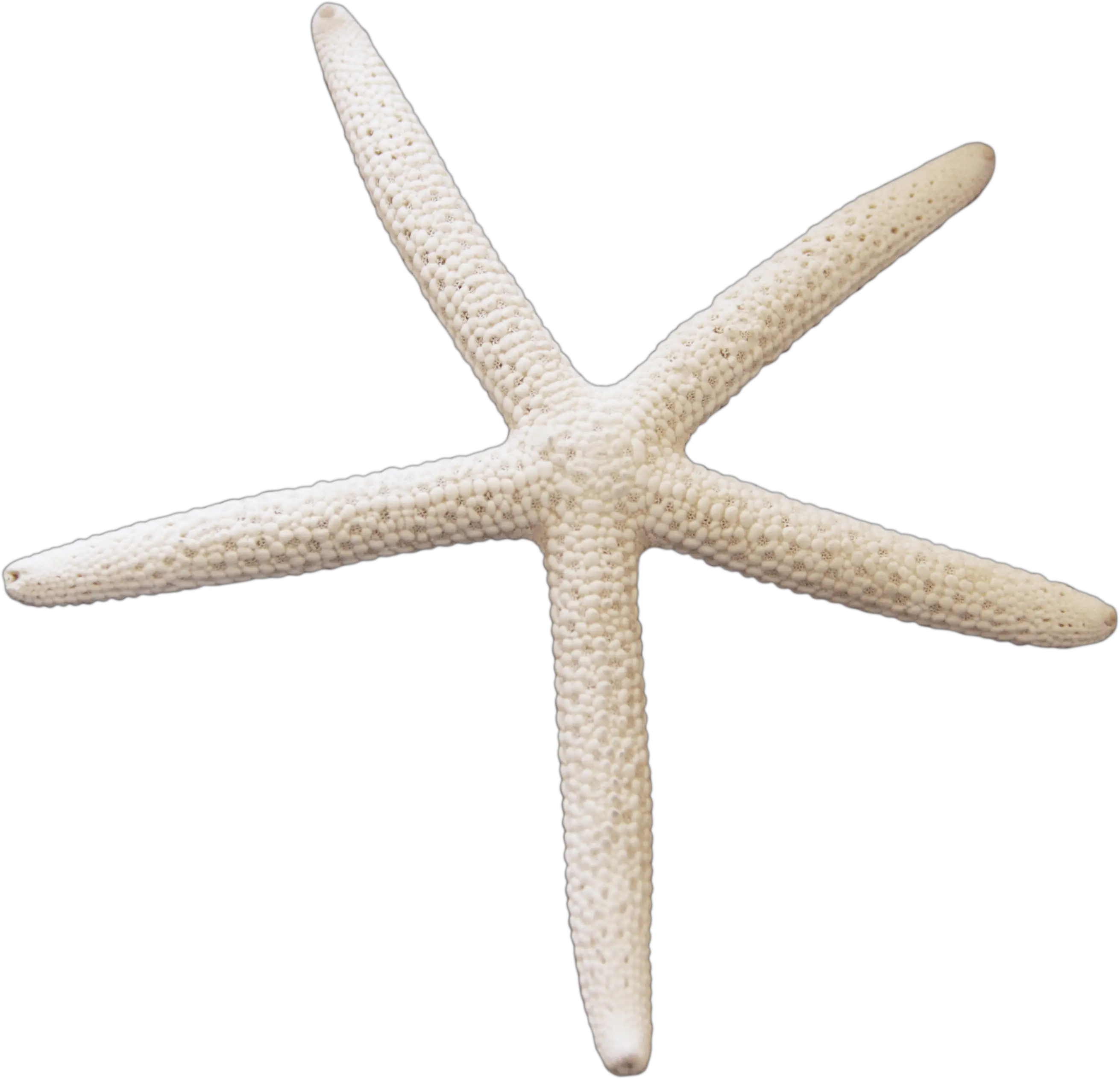 Starfish PNG