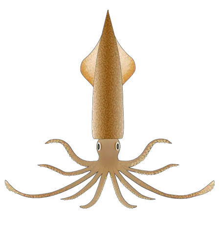 Squid PNG