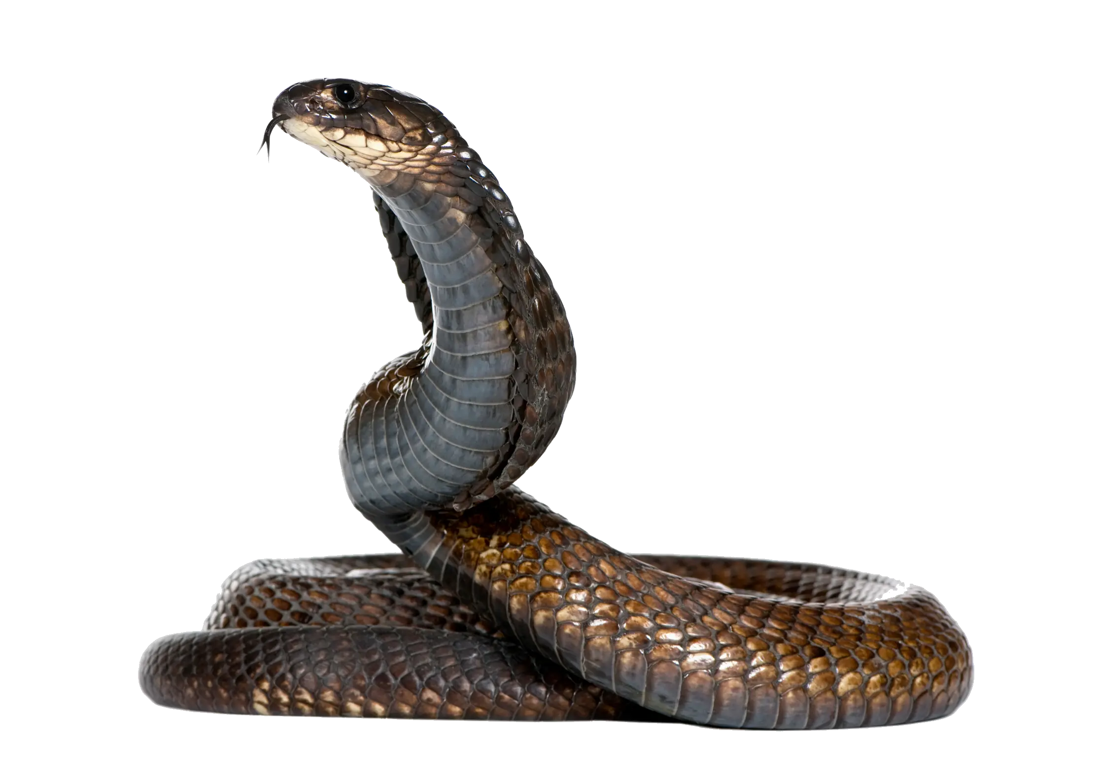 Cobra snake PNG image