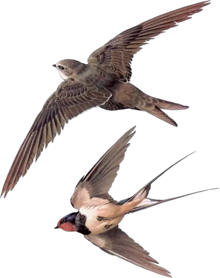 Swallows PNG