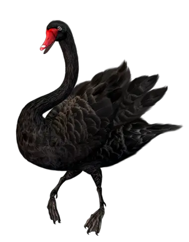 Black swan PNG