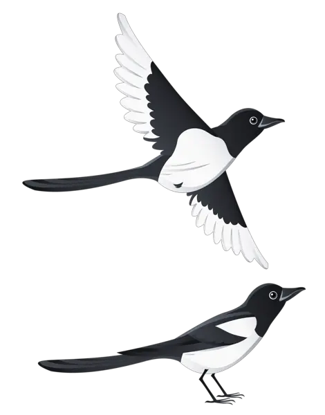 Swallows PNG