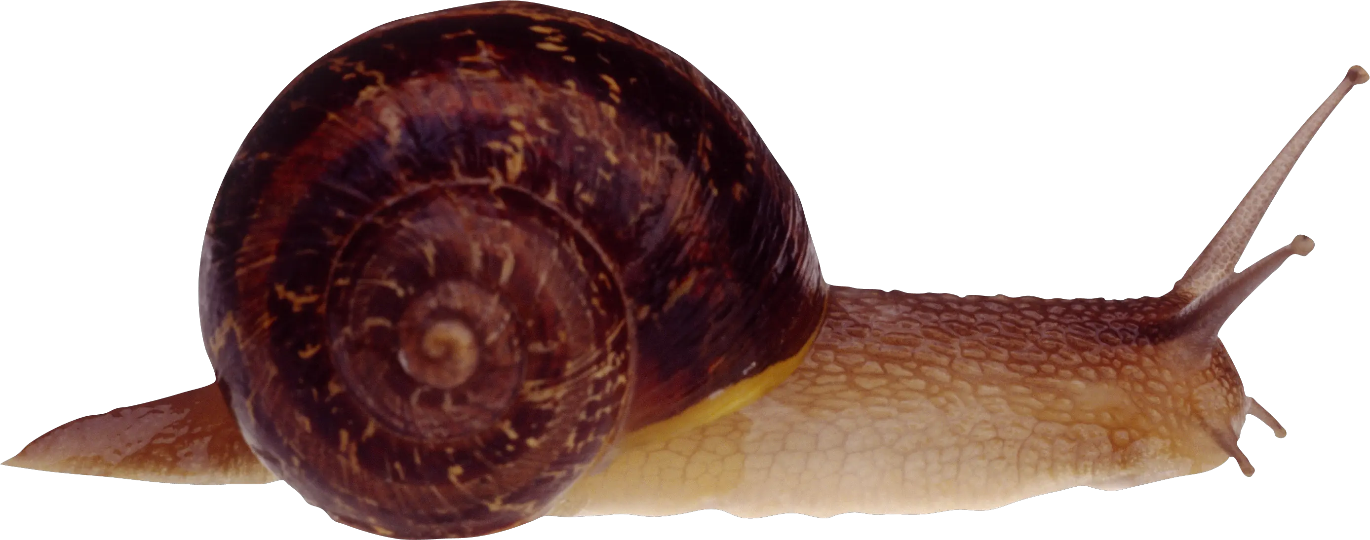 Snail PNG