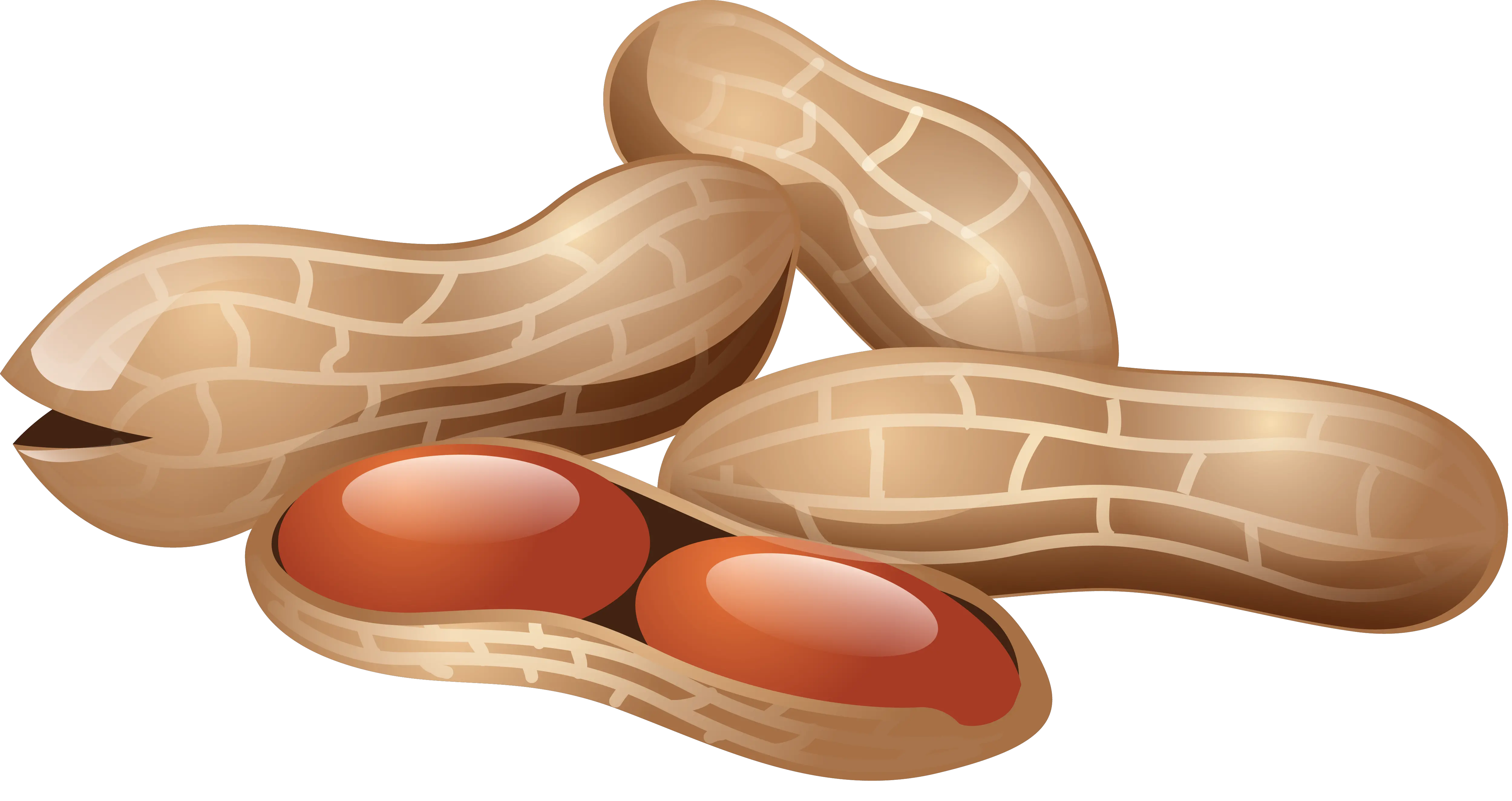 Peanut PNG