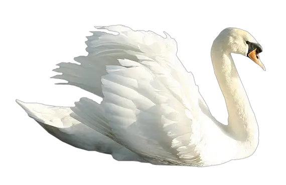 White swan PNG