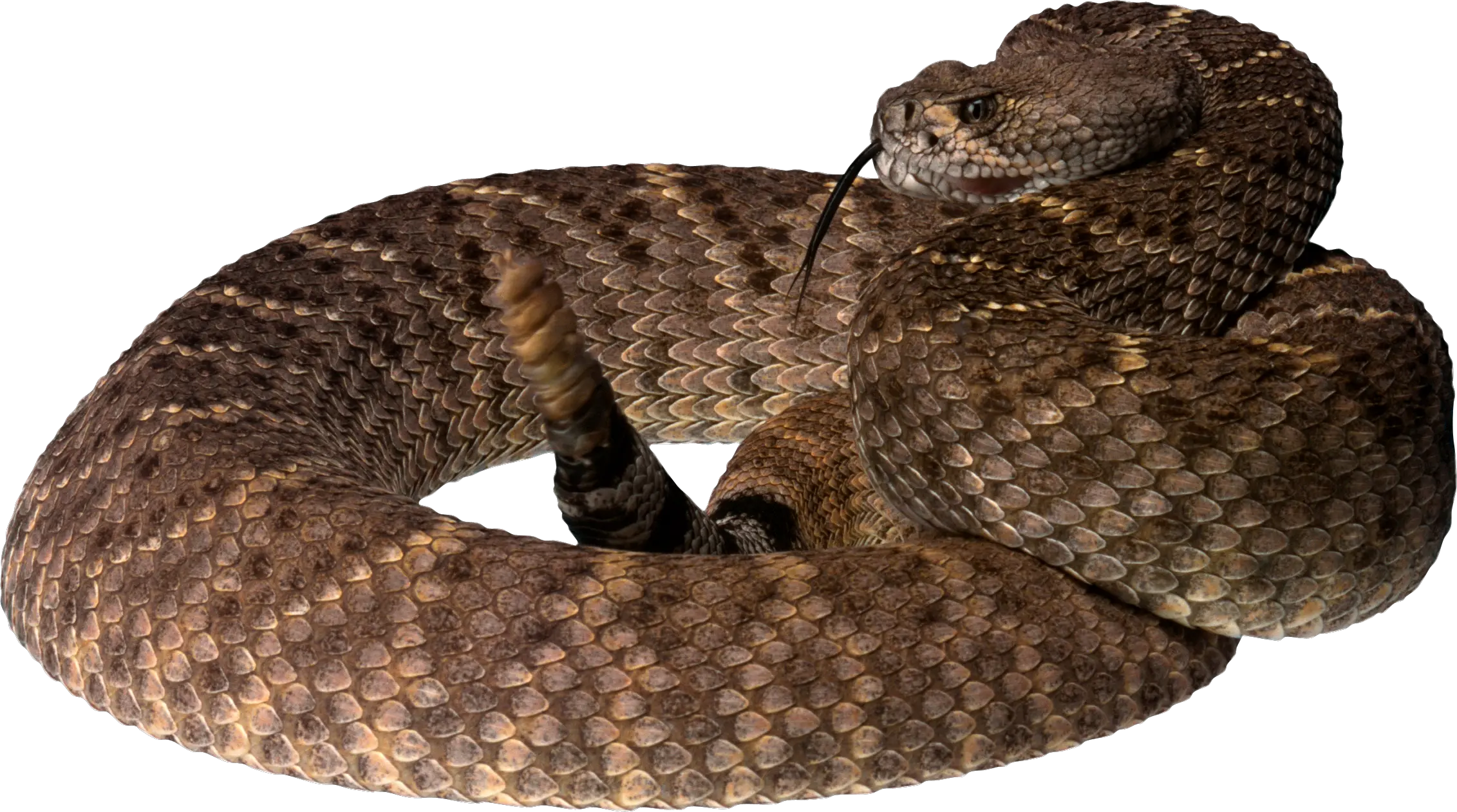 Snake PNG image picture download free