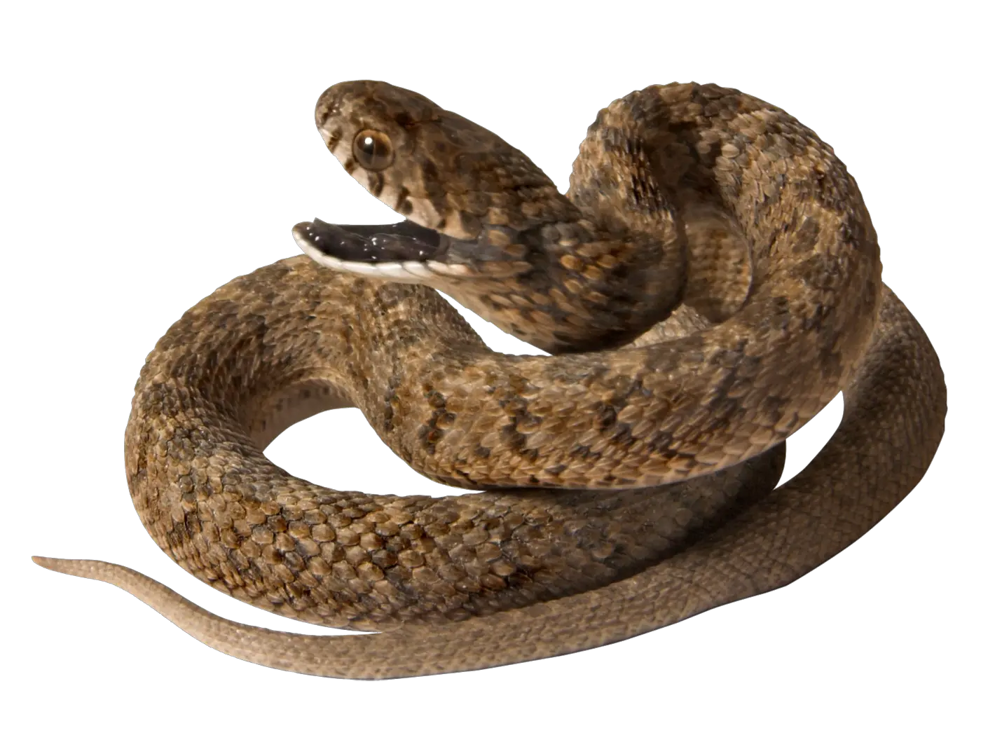 Snake PNG image picture download free