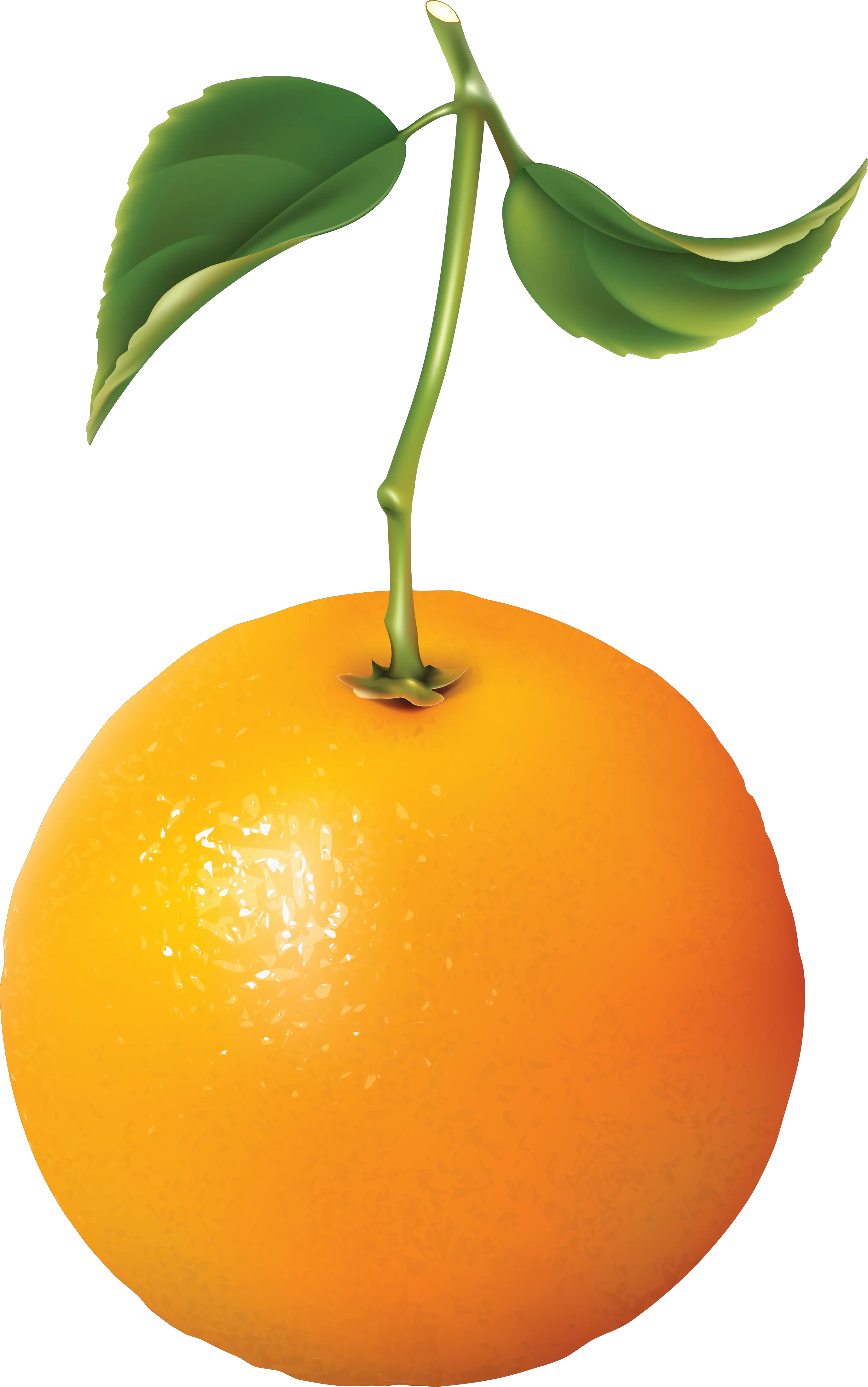 Orange PNG image with gree leaves transparent