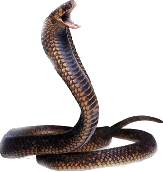 Cobra snake PNG image free download picture