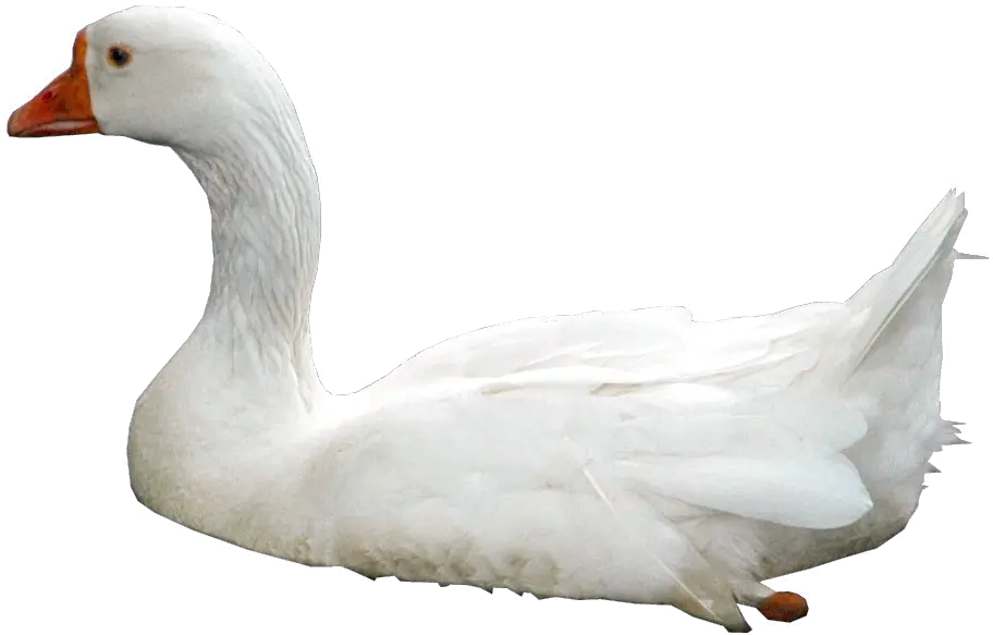 Swan PNG