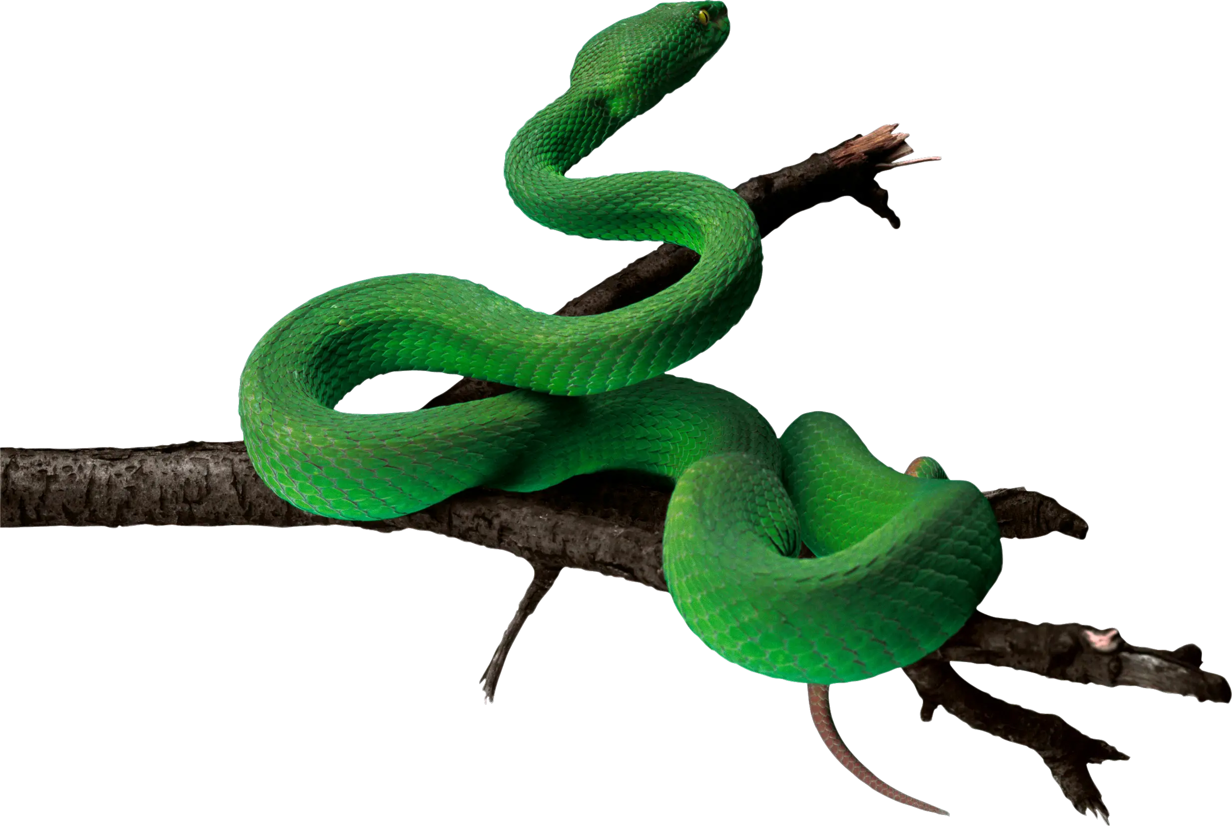 Green snake PNG image