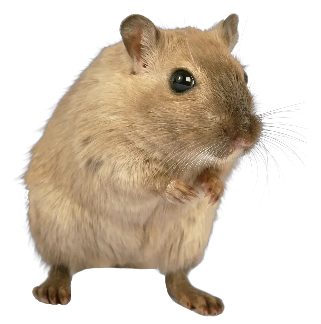 mouse rat PNG image