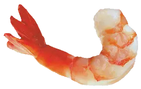 Shrimps PNG
