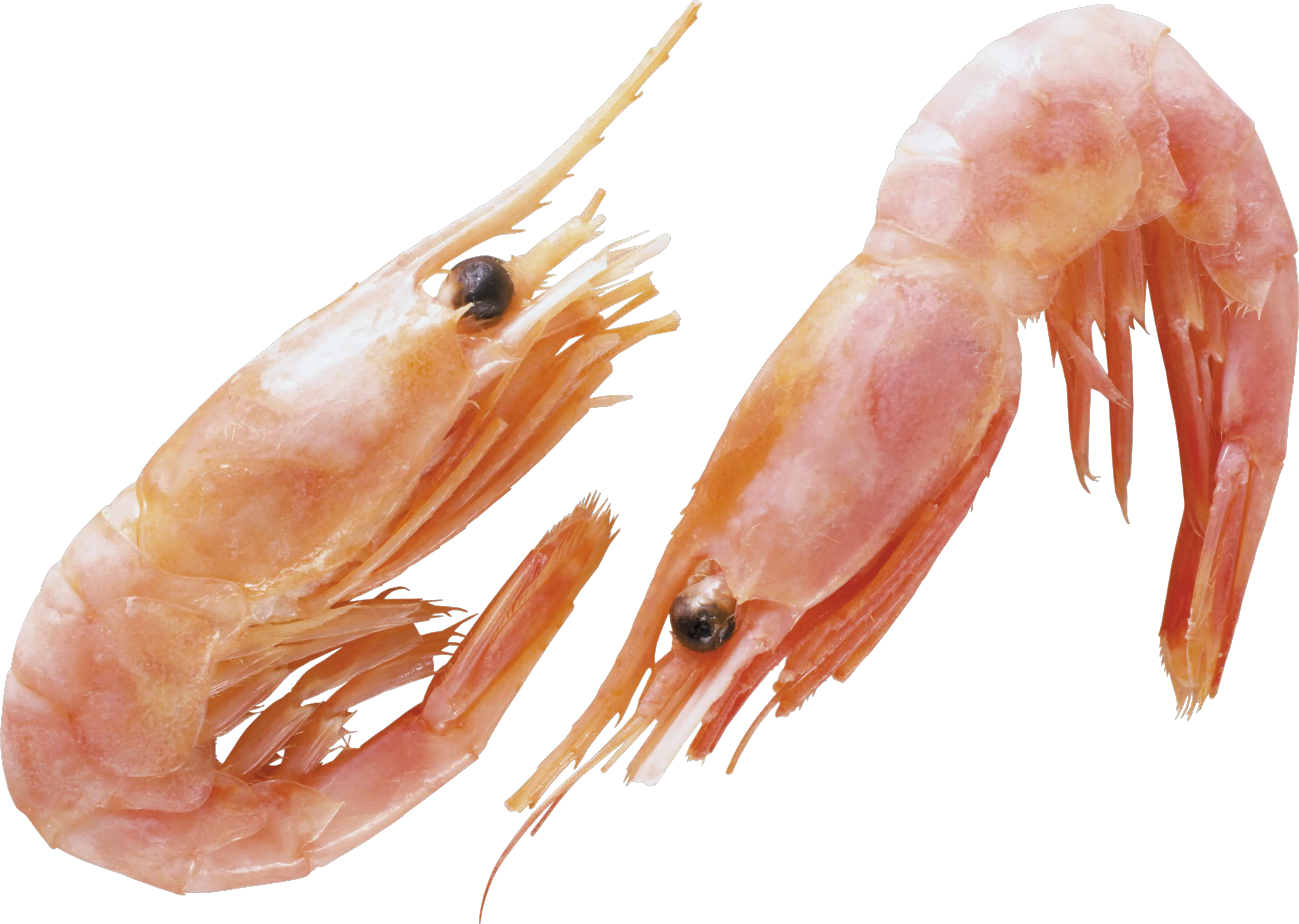 Shrimps PNG