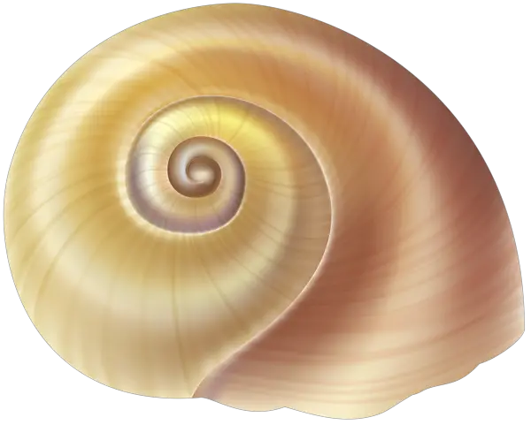 Seashell PNG