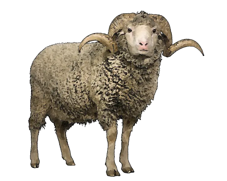 sheep PNG image