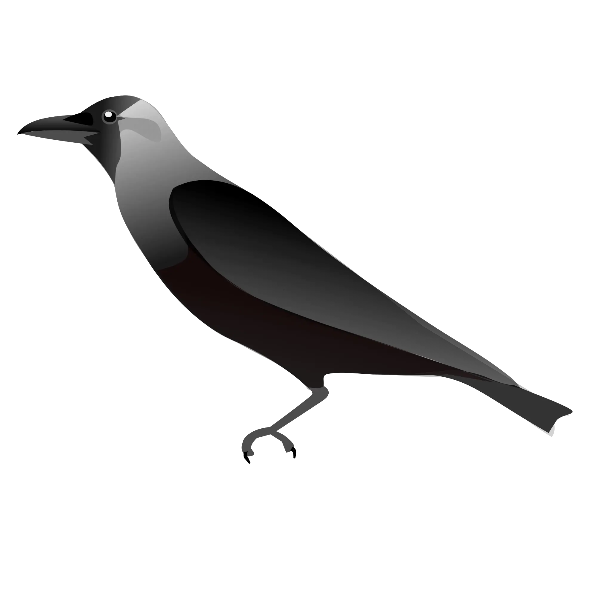 Raven PNG