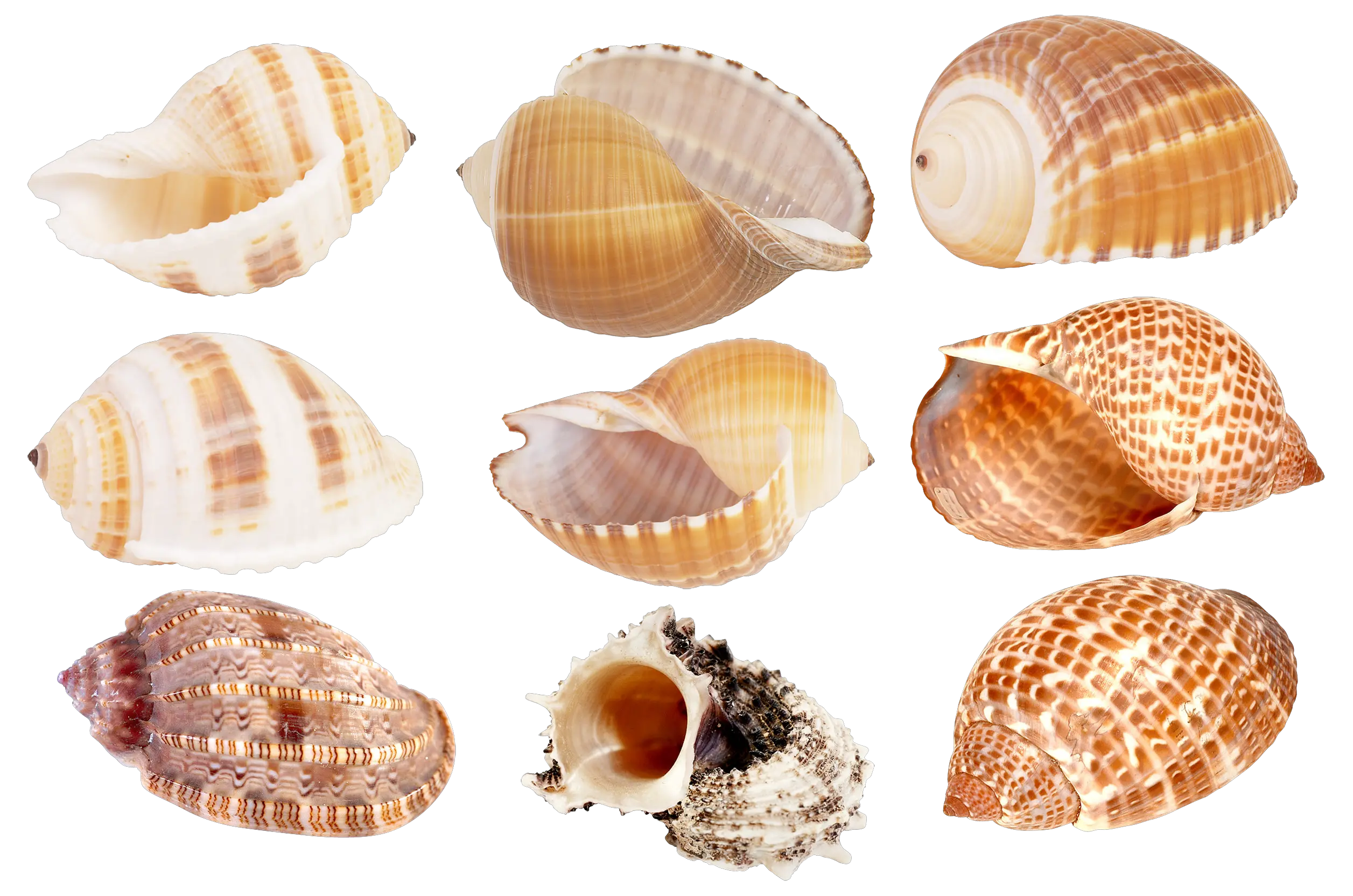 Seashell PNG