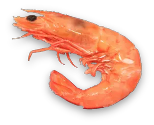 Shrimp PNG