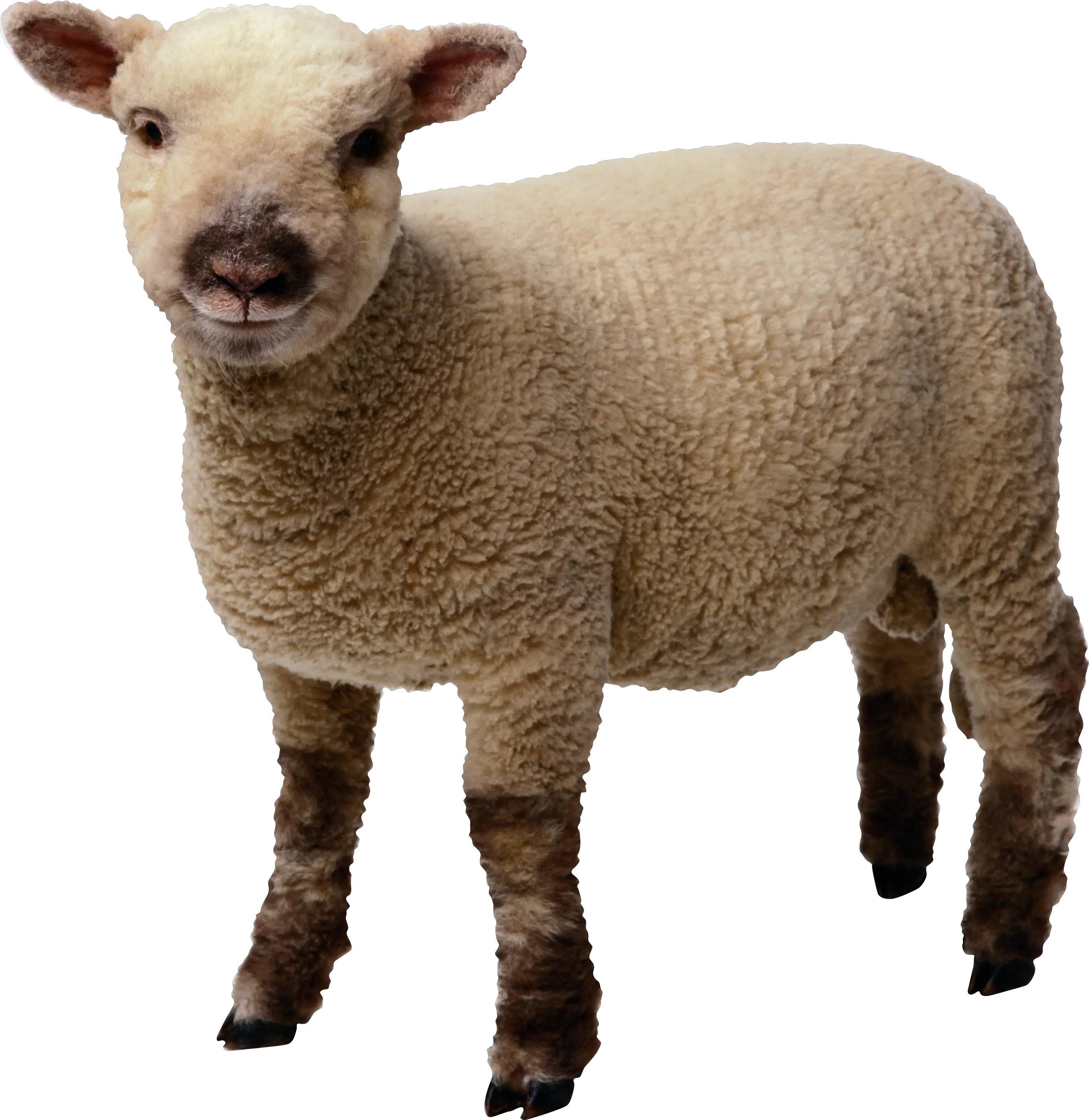 sheep PNG image
