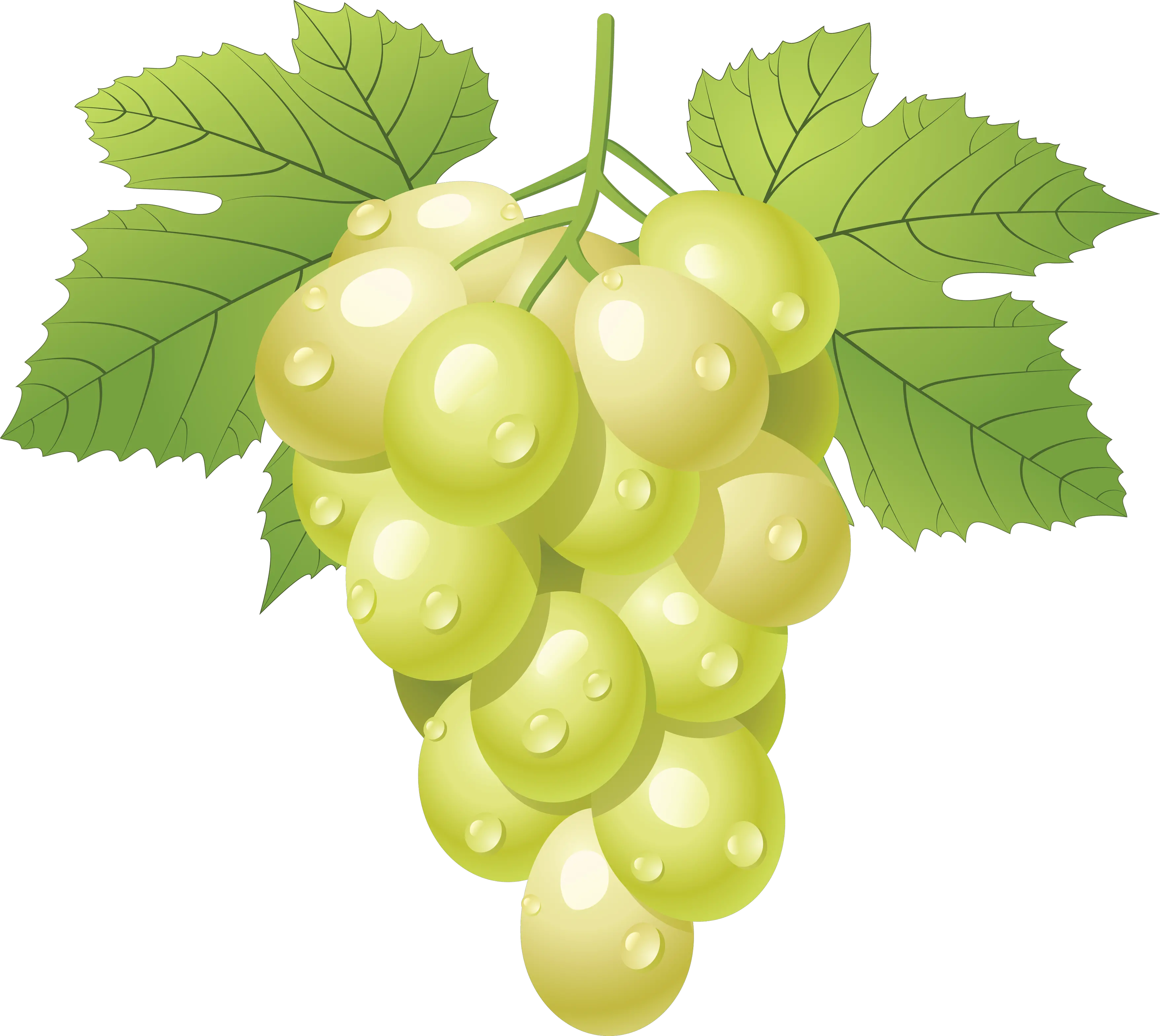 Green grape PNG image