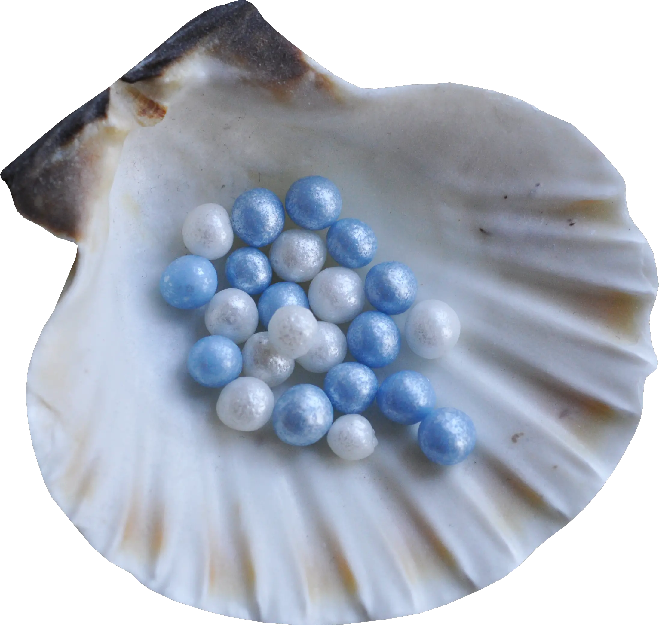 Seashell PNG