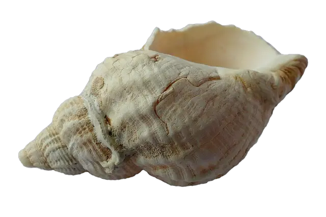 Seashell PNG