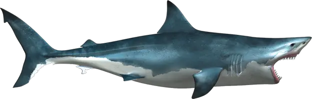 Shark PNG