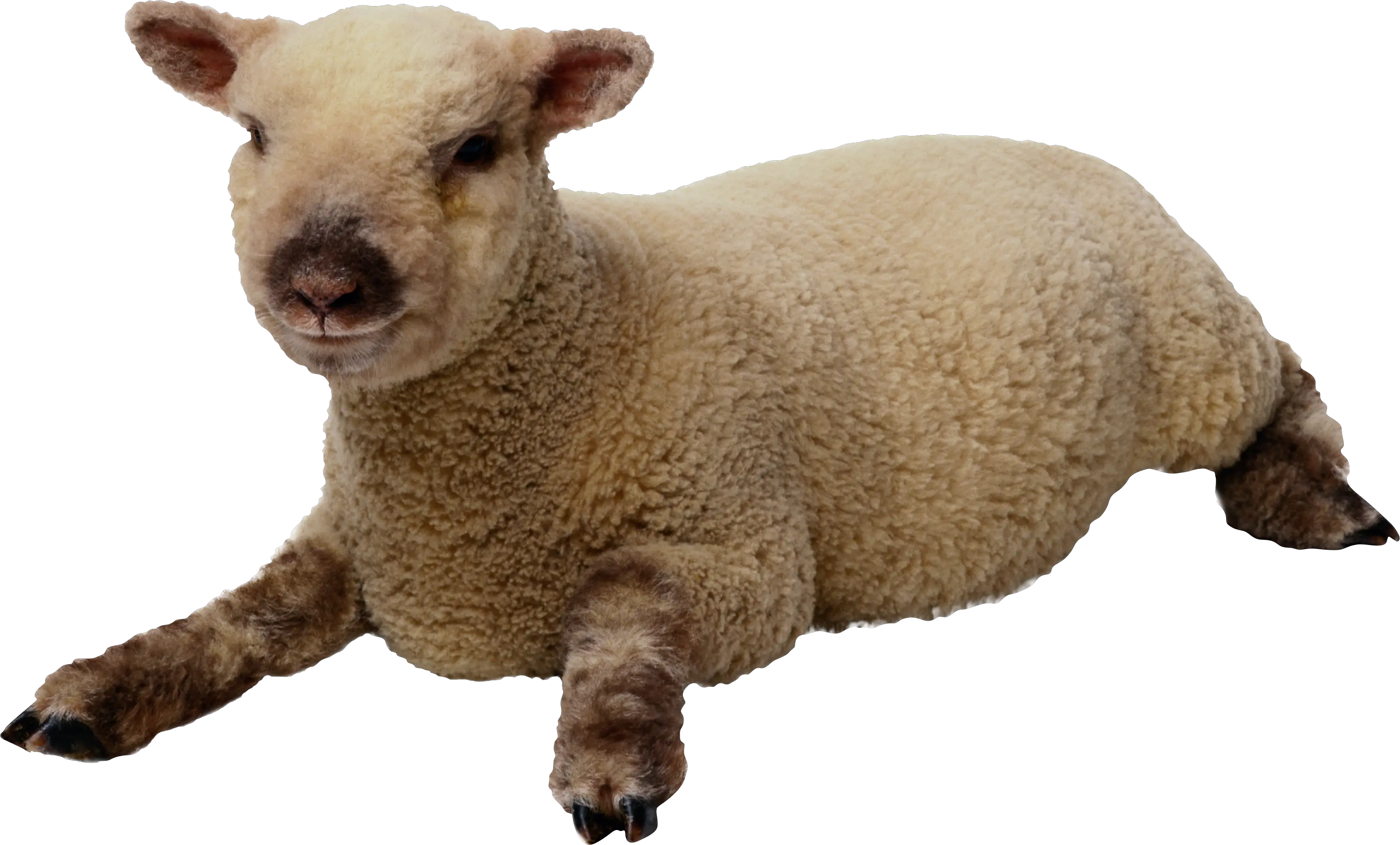 sheep PNG image