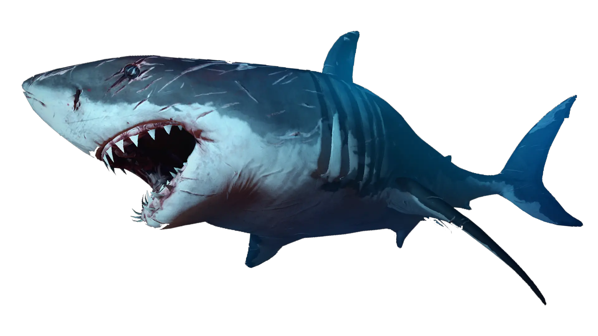 Shark PNG