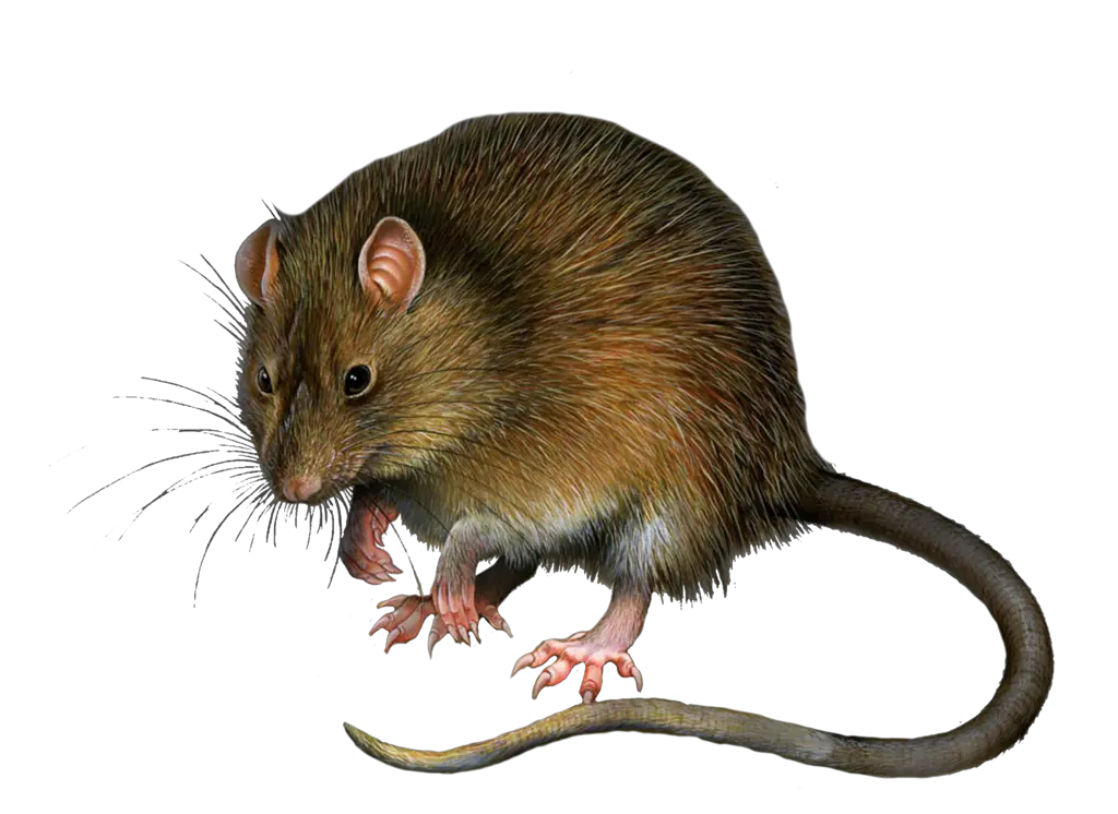 mouse rat PNG image