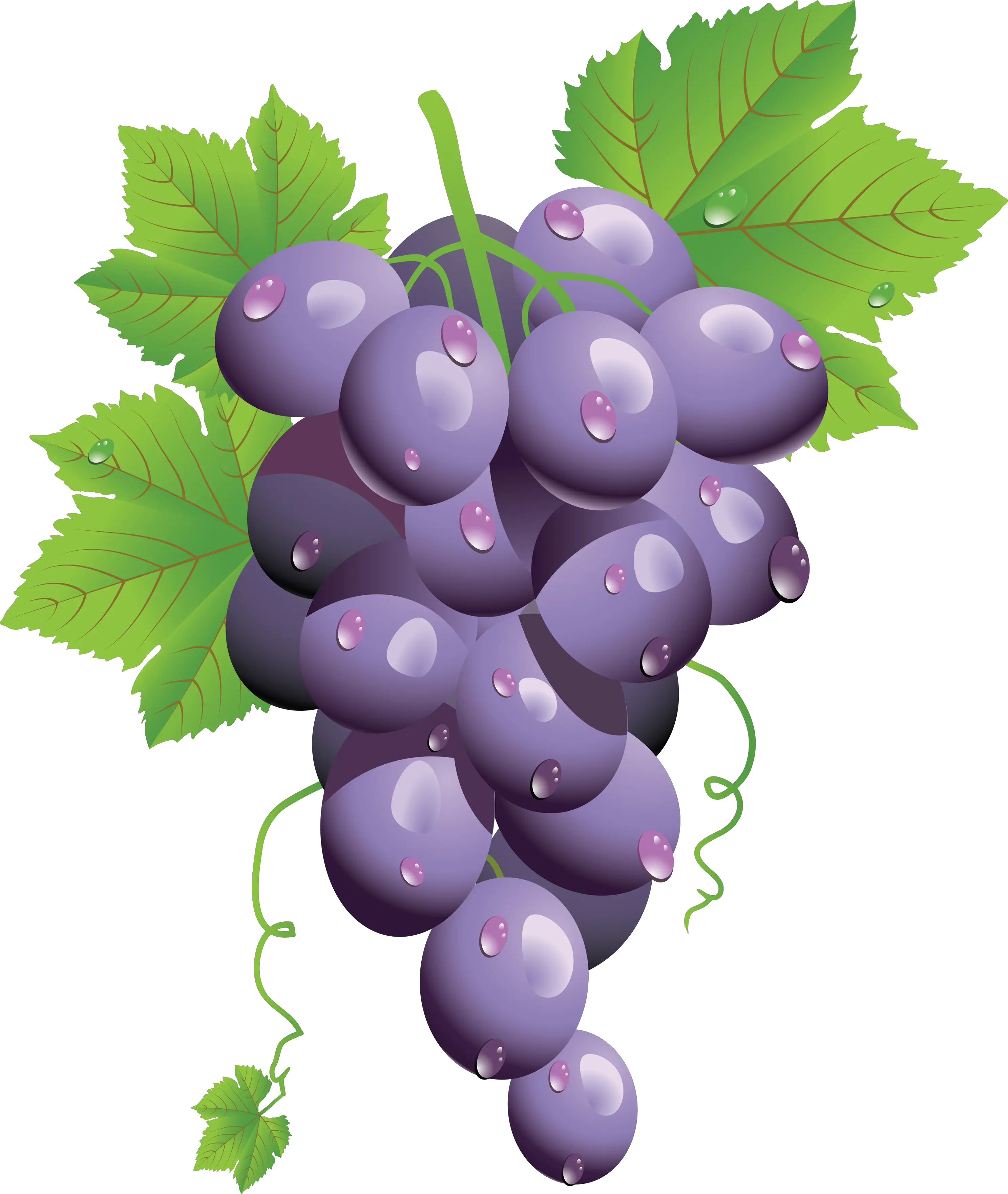 Grape PNG image