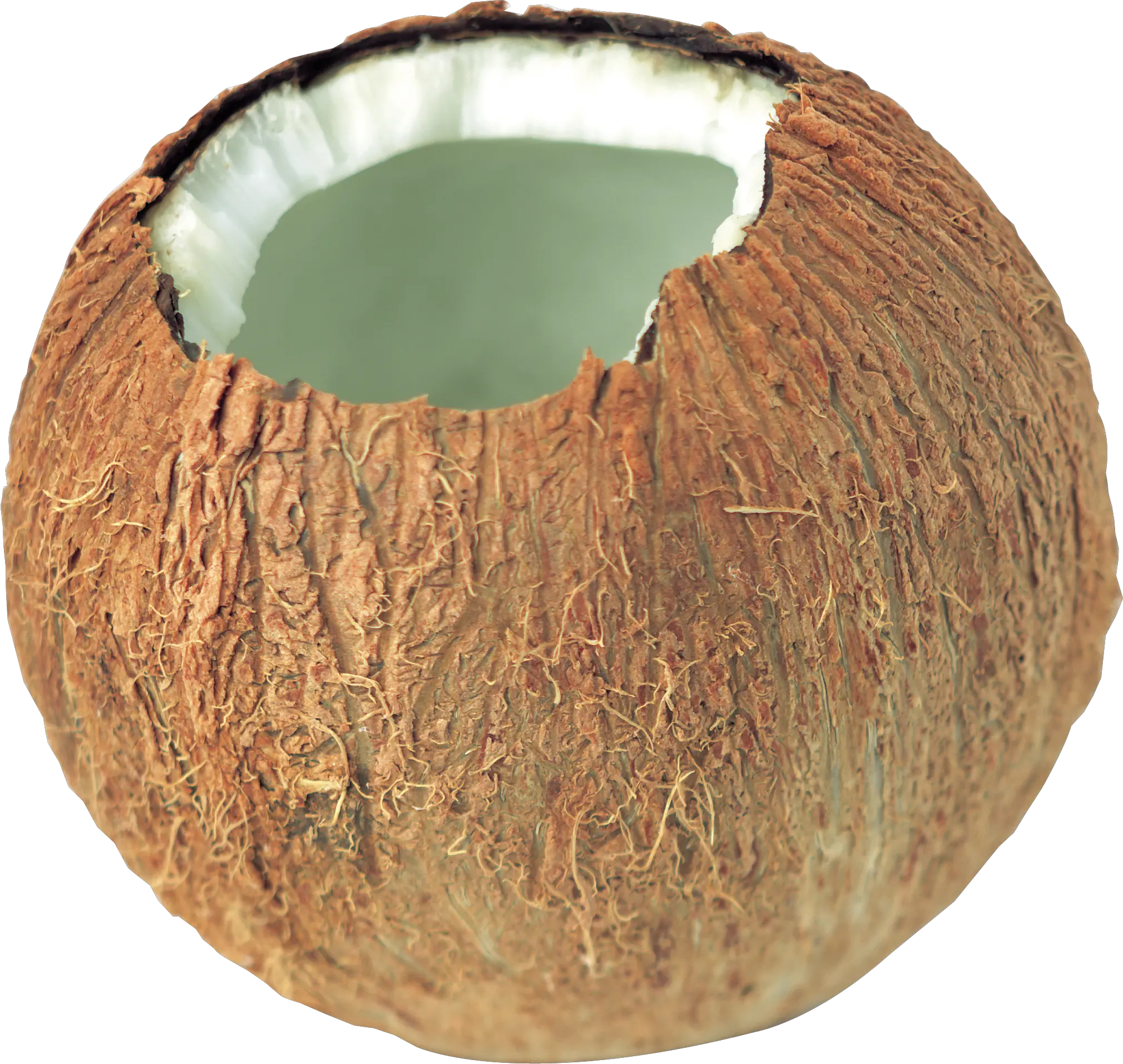 Coconut PNG image