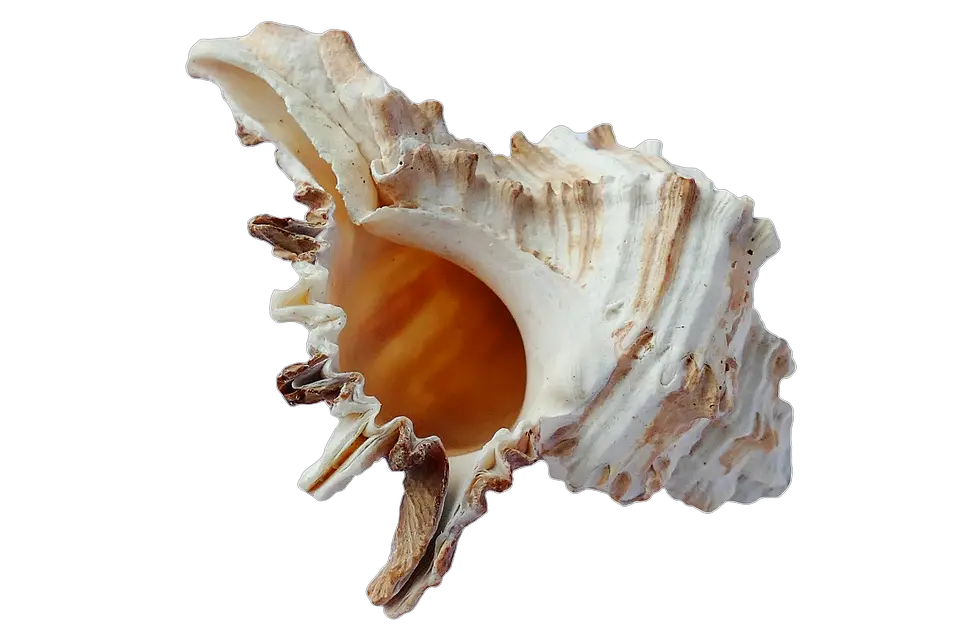 Seashell PNG