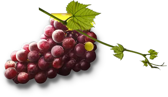 Grape PNG image download free picture