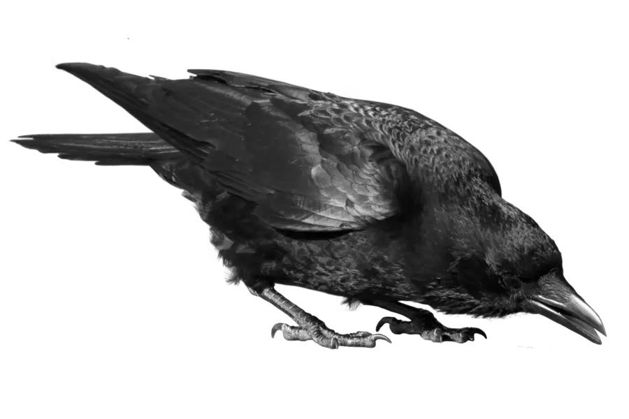 Raven PNG