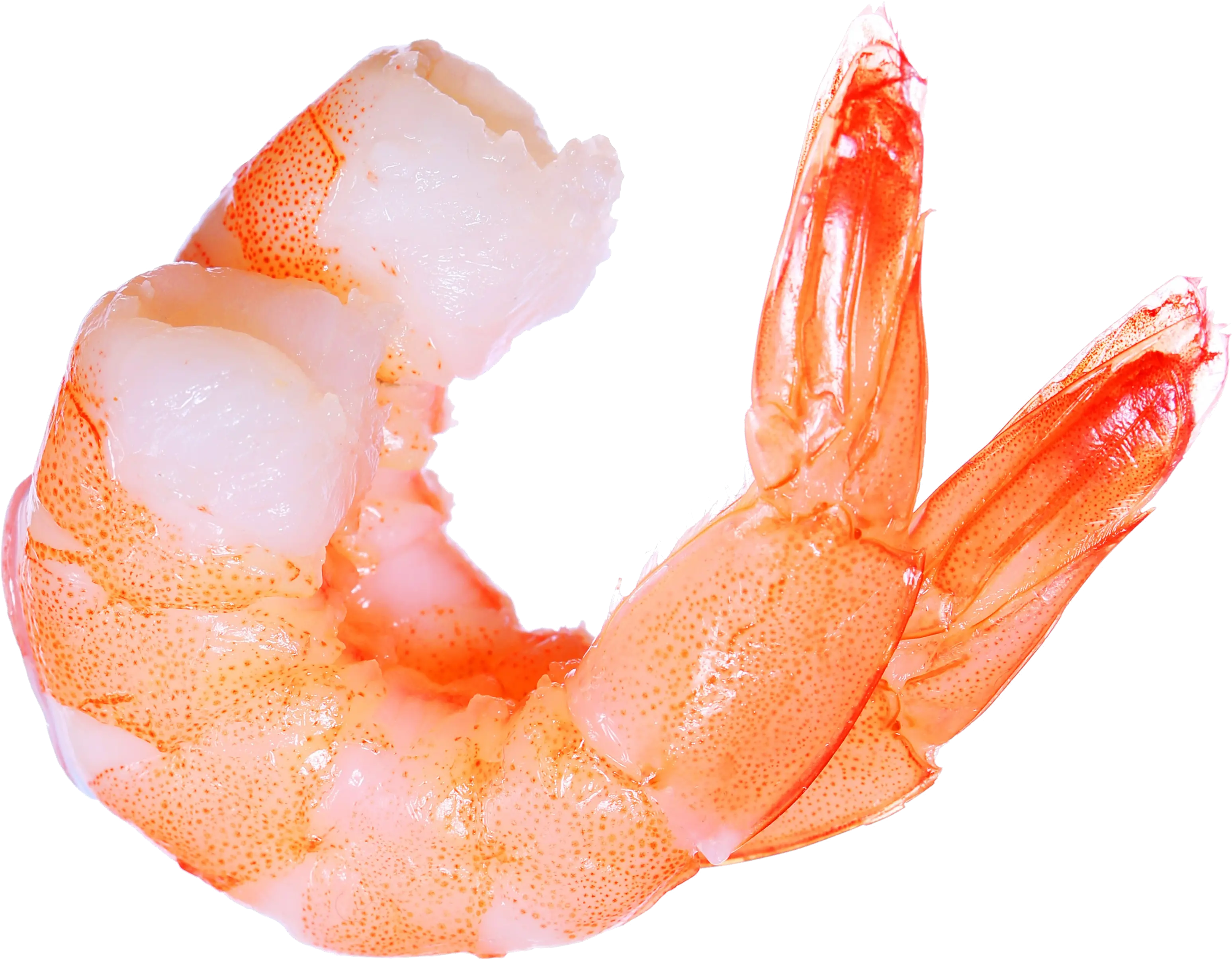 Shrimps PNG