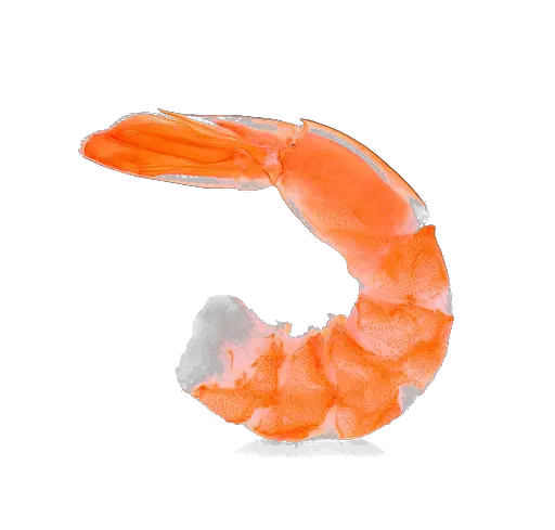 Shrimp PNG image