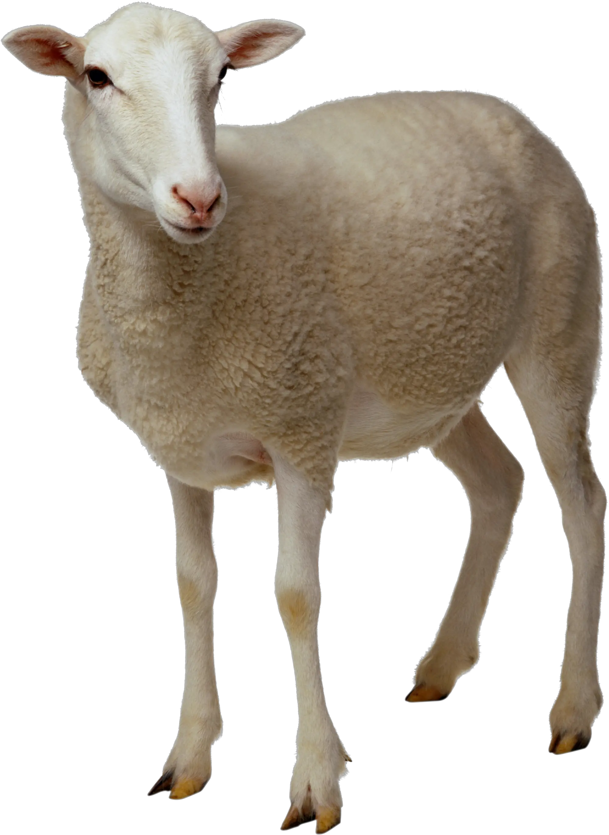 sheep PNG image
