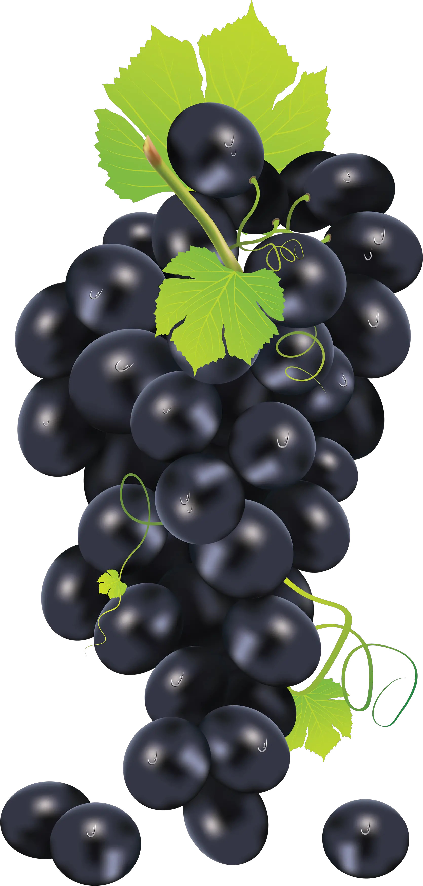 Black grape PNG image