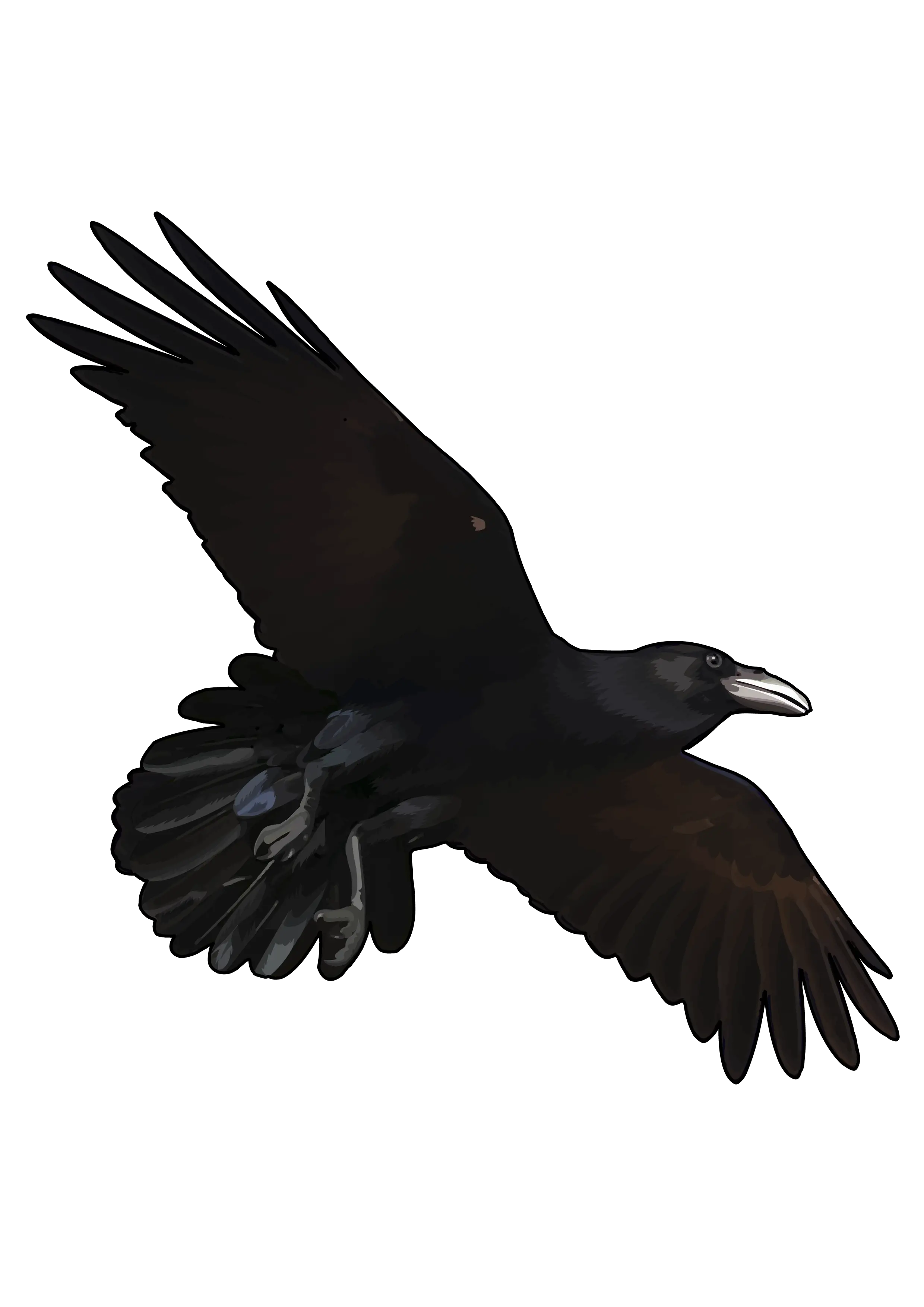 Raven PNG