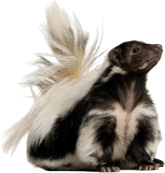 Skunk PNG