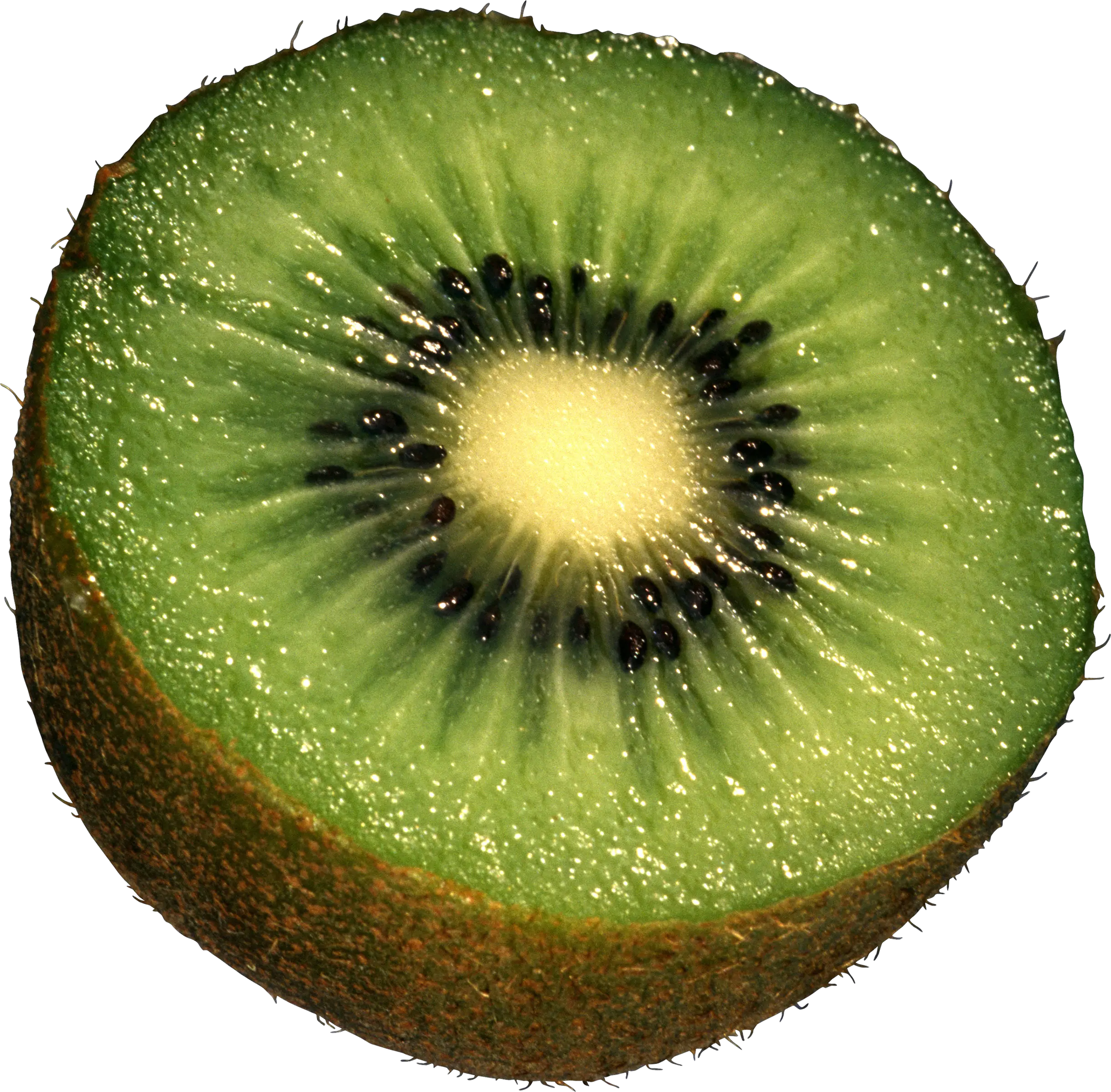 Kiwi PNG image free fruit kiwi PNG pictures download