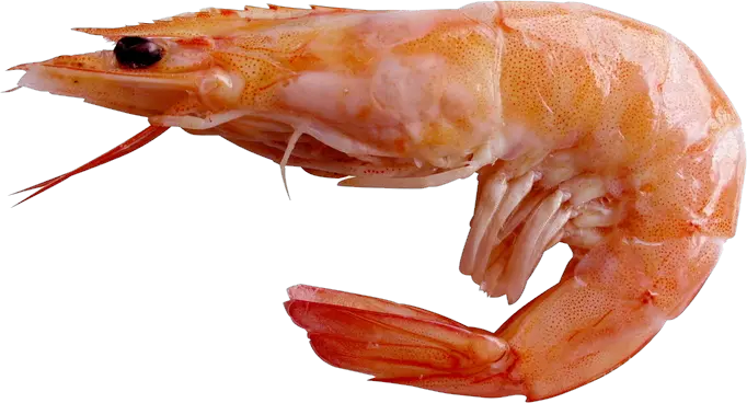 Shrimp PNG