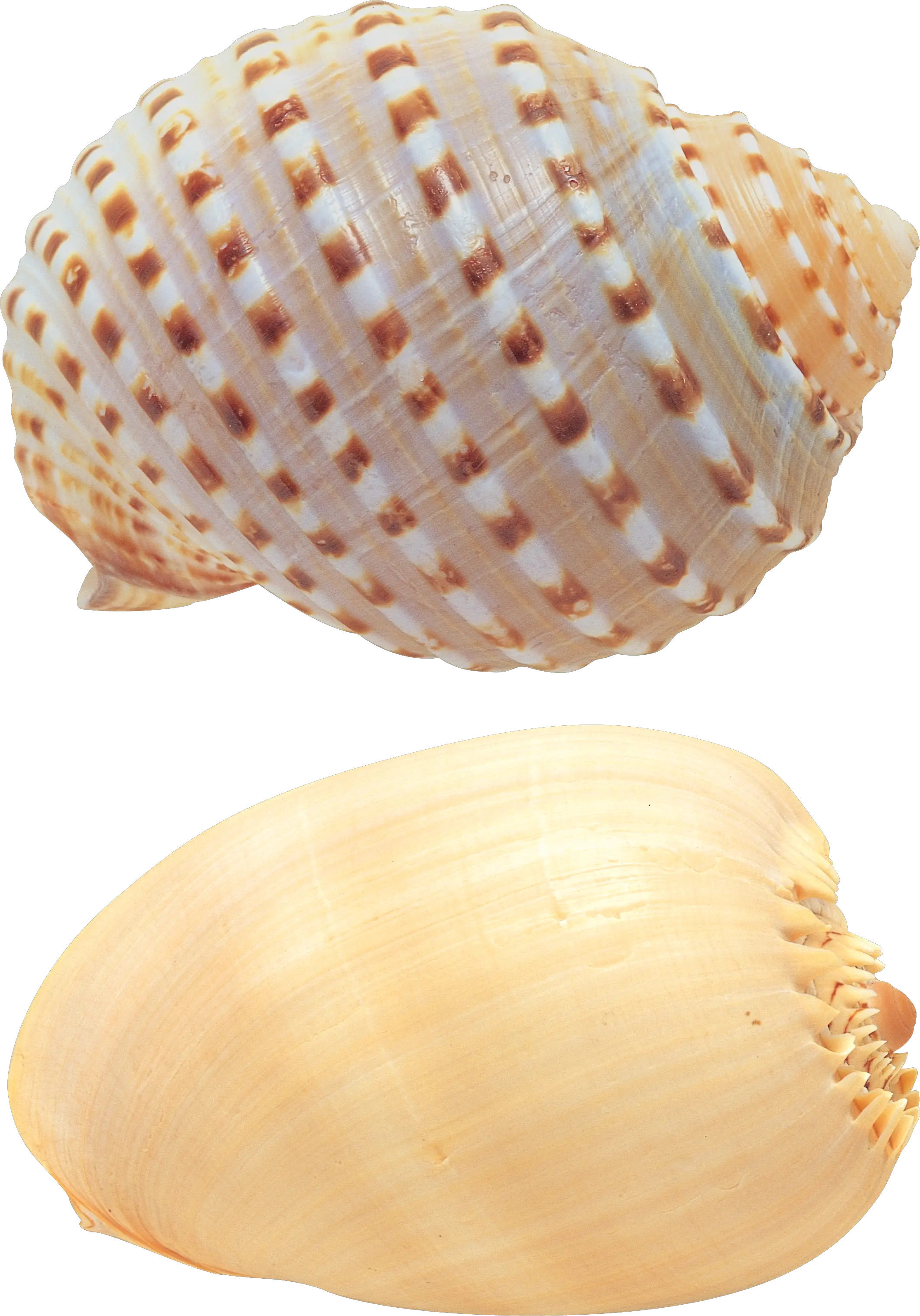 Seashell PNG