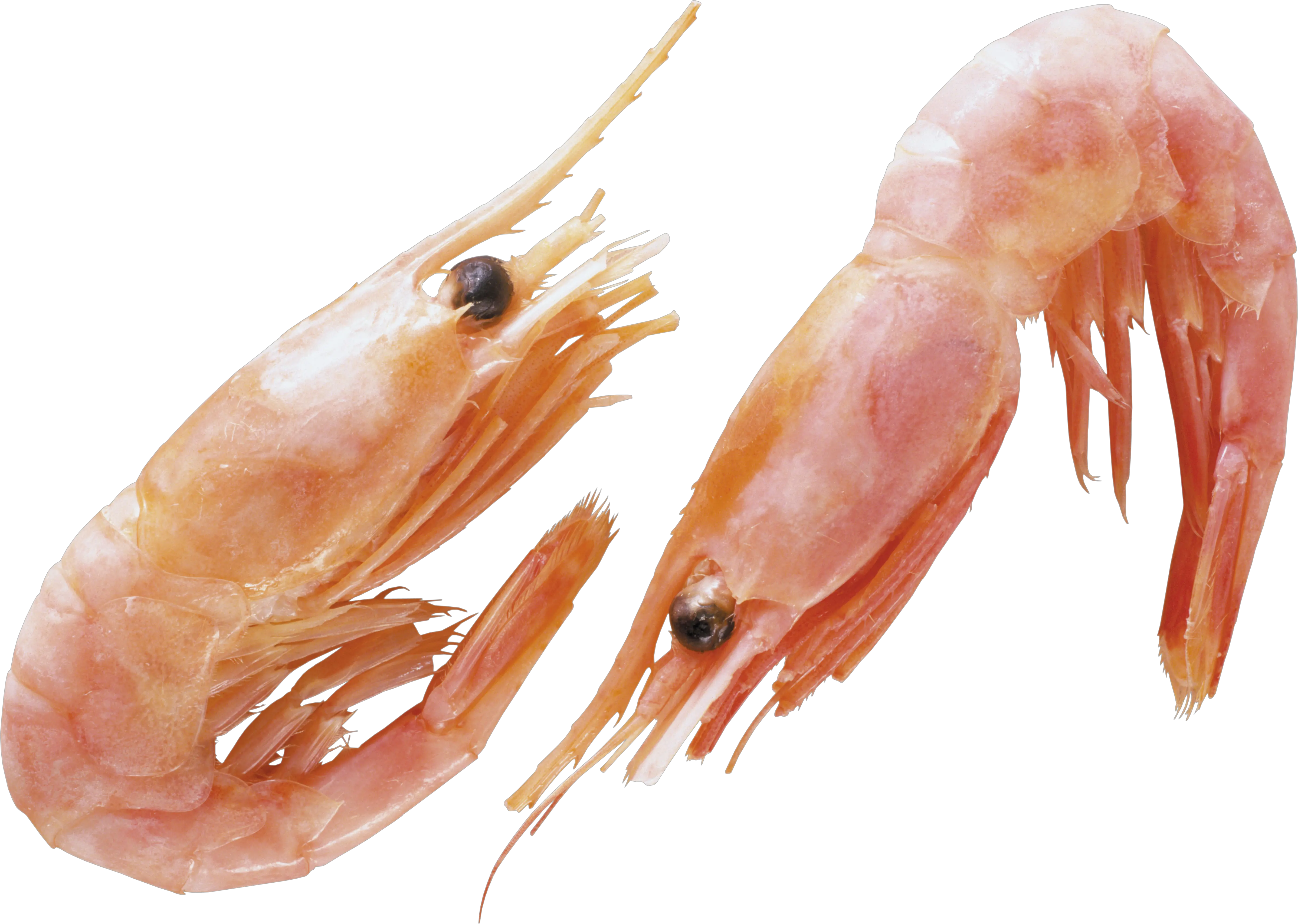Shrimp PNG image