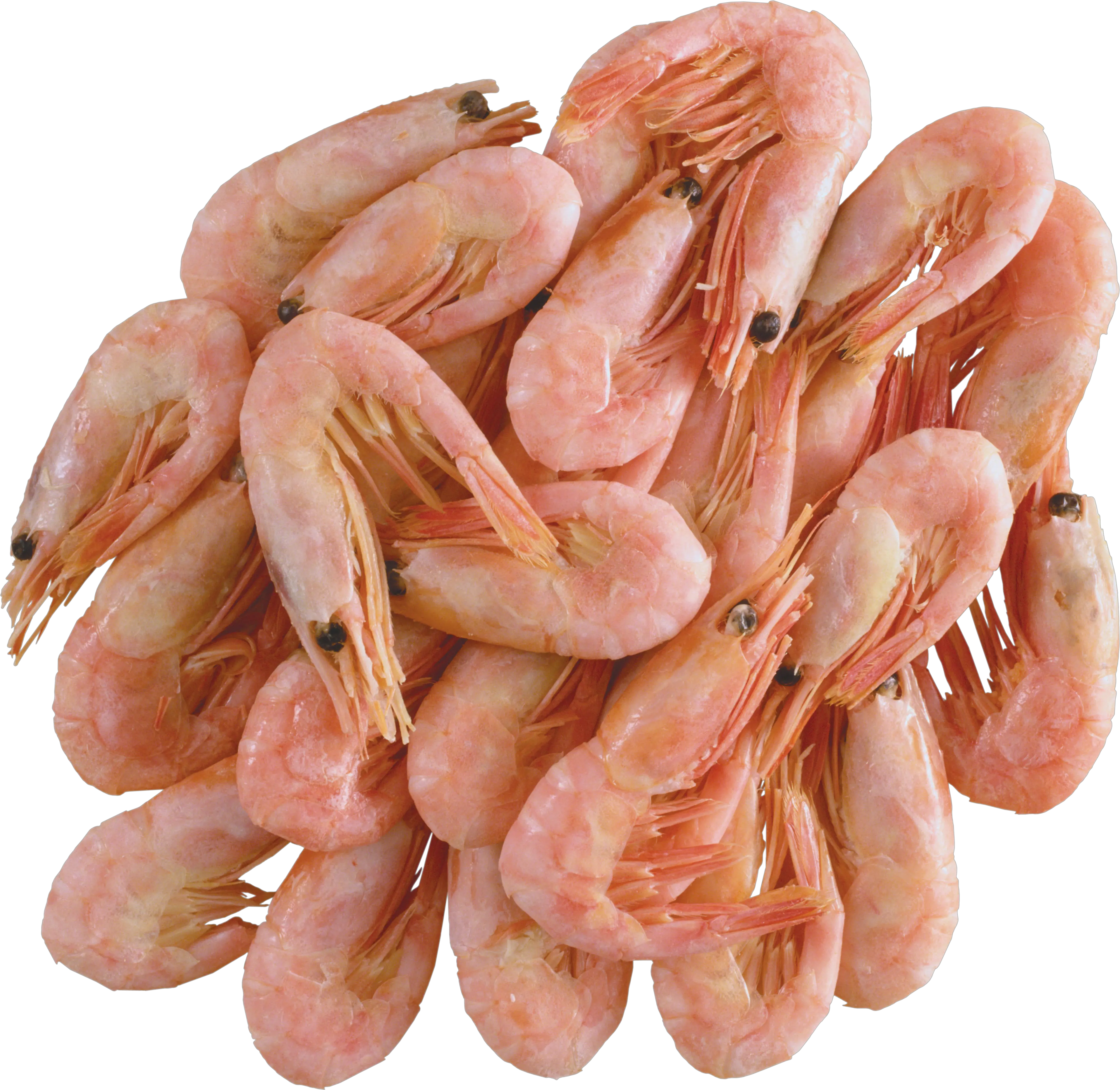 Shrimps PNG image