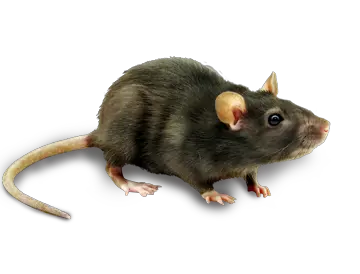 mouse rat PNG image