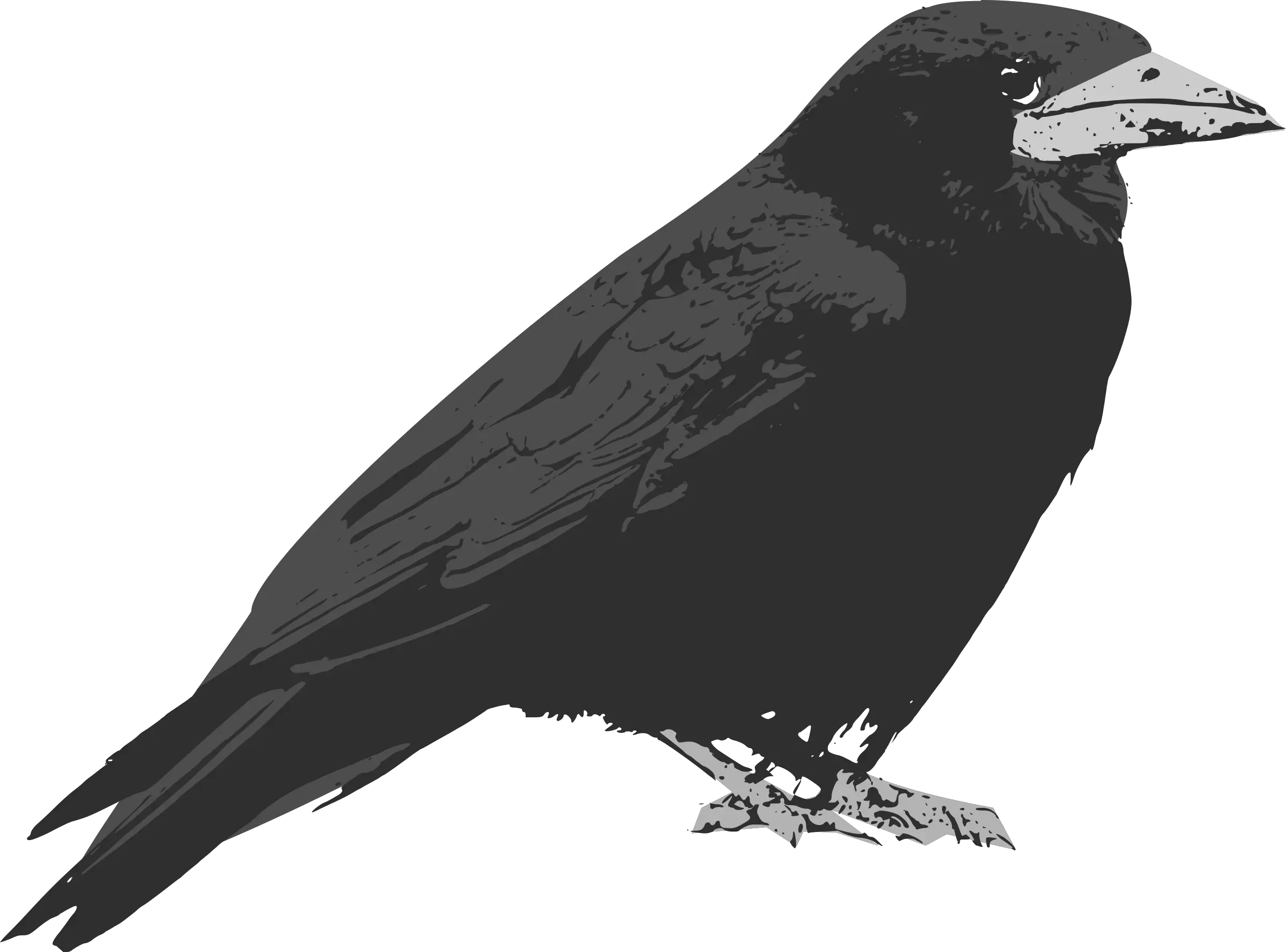 Raven PNG